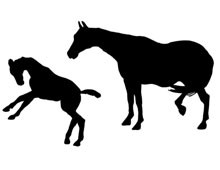 Horse Silhouette Graphics