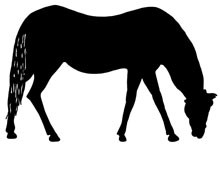 Horse Grazing Drawing